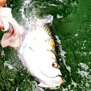 Meet your Posher, William